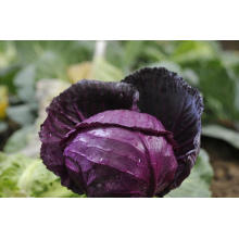 green purple cabbage red cabbage from farm factory price